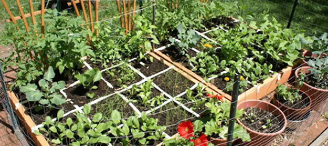 Que faire au jardin à l'automne ?