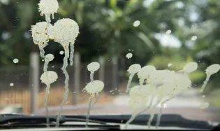 arnaque fiente pigeon